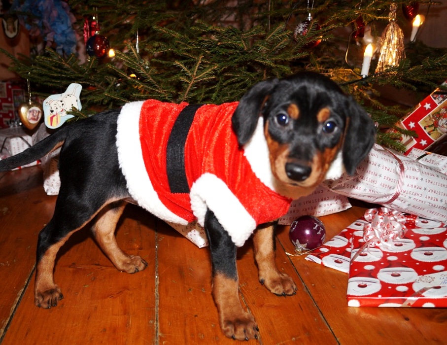 Pinscher * Xélanc Beauty Belissa 7,5 veckor